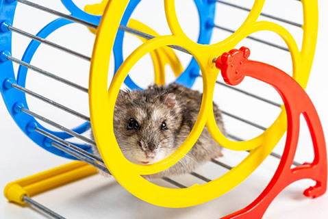 mouse running on a little ferris wheel